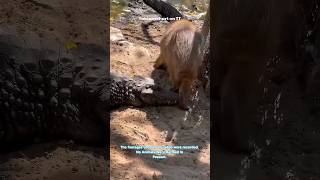 Do Crocodiles Eat Capybaras 😨 shorts [upl. by Boorer]