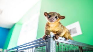 Not your Average Pet Meet a Kinkajou in Saginaw [upl. by Innaig]