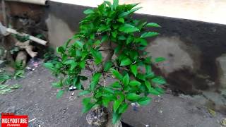 Bonsai bunga sepatu atau Hibiscus rosasinensis part2 [upl. by Rednaeel]