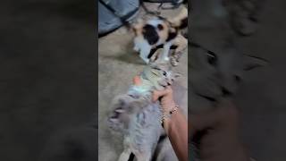 Billi ki comedy 😂😂😂😂funny comedyviralshortBilli [upl. by Ahsrav682]