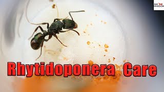 How To Raise A Rhytidoponera Queen Ant  Part 1 [upl. by Assanav]