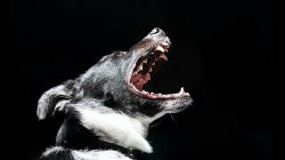 High Pitched Dog Whistle Sound To Stop Dogs Barking dogs will react fast [upl. by Norrehc]