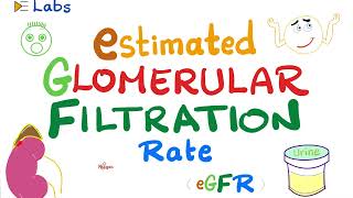 eGFR Estimated Glomerular Filtration Rate  Kidney Function Tests  Inulin amp Creatinine  Lab [upl. by Enywad]