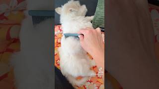 Grooming Coton de Tuléar puppy [upl. by Haidebej]