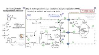 Fatty Acids and Lipid Biosynthesis [upl. by Ahsietal599]