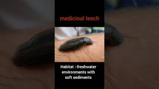 medicinal leech classification and commentary quot Hirudo medicinalisquot العلق الطبىmarine [upl. by Bohi]