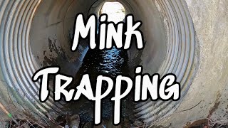 Mink Trapping Set Day [upl. by Westlund80]