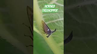 Horned Treehopper treehopper [upl. by Ydolem]