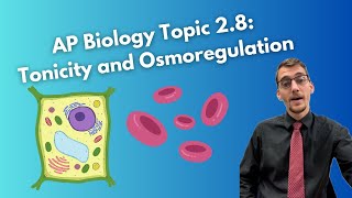 28 Tonicity and Osmoregulation Part I  AP Biology [upl. by Rubin965]