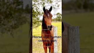 Horse and human connection alternativehorsemanship horse [upl. by Aikyt288]