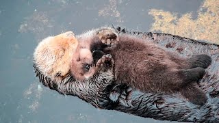 1 Day Old Sea Otter Trying to Sleep on Mom [upl. by Assetal]