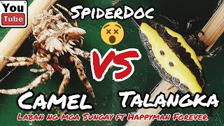 CAMEL vs TALANGKA SPIDER Laban ng mga Sungay ft HappyMan Forever Spider Fight [upl. by Taam]