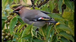 Bohemian waxwings Bombycilla garrulus devouring berries of a cork tree [upl. by Selec]