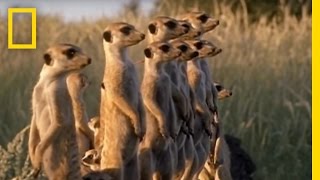 Meerkats vs Puff Adder  National Geographic [upl. by Paz]