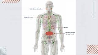 Anatomi og fysiologi om lymfe og immunsystemet [upl. by Learsiy]