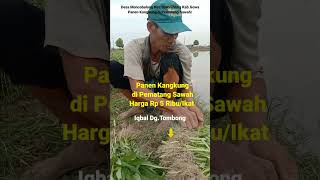 Hasil Panen Kangkung di Pematang Dijual Harga Rp 5KIkat Besar Versi Iqbal Daeng TombongShorts [upl. by Anaib]