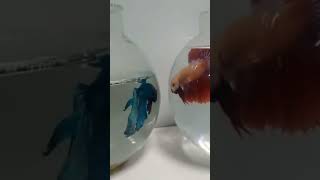 Fighter fish Betta fish [upl. by Marka61]