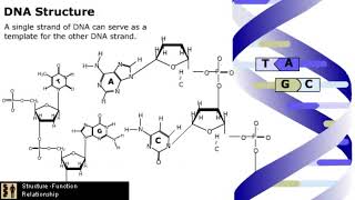 The Mechanism of DNA Replication [upl. by Ahseram]