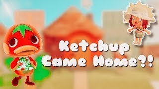 Ketchup Villager Hunt sUcCeSsFuL 🦆🍅 Animal Crossing New Horizons [upl. by Atteniuq]