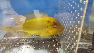 quotPetrochromis ephippium Moshi yellow 18  20 cm quotquot莫斯quotquot黃金龍王鯛quot [upl. by Aicinad426]