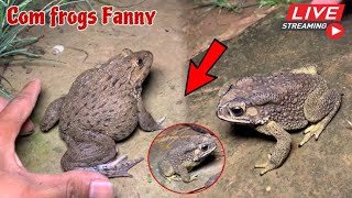 🐸🤏Boing boing catching froggy funny  🐸catch frogs make you laugh  catch frogs for fun part 10 [upl. by Akiem930]