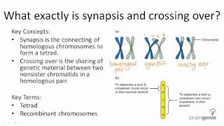 523 Synapsis and Crossing Over [upl. by Elna]