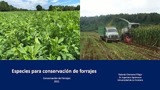 Especies para conservación de forrajes [upl. by Illom]