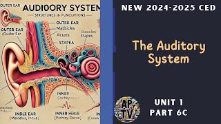 🎯The Auditory System  AP Psychology🎯 [upl. by Sile112]