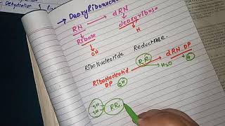 Deoxyribonucleotide Synthesis part 12 Nucleotides Metabolism [upl. by Anayad]