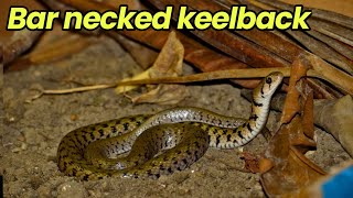 Bar necked keelback snake  Kramers keelback water snake snake [upl. by Aiym]