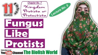 Fungus Like Protists  FSc 1st Year  The Biolish World  Ayesha Younas [upl. by Socha]