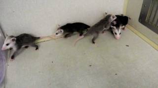 Opossum Babies Looking for Mother [upl. by Chapa526]