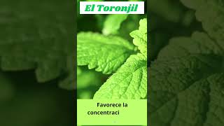 10 Beneficios del TORONJIL 8 Vive Logicamente vidadecampo [upl. by Lura908]