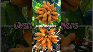 Cobain Buah Pisang Akar Uvaria Grandiflora buah buahunik shorts [upl. by Nerb]