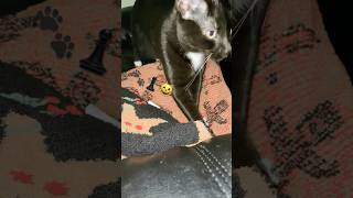 Kitty🐈‍⬛Pawing at His💙Fav🛏️Blanket [upl. by Auqinahs]