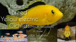 How to Breed yellow electric cichlids  LIVE AQUARIUM [upl. by Zwiebel]