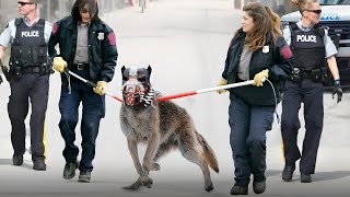 Questo Cane È 100 Volte Più Pericoloso del Lupo  Ecco Perché [upl. by Myrtle]