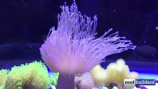 weeping willow leather coral [upl. by Bald]