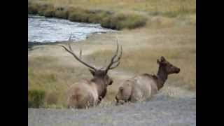 Elk Mating — at Madison Yellowstone National Park Fall 2010 [upl. by Coyle]