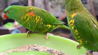 Scalybreasted Lorikeets  Colourful and Friendly [upl. by Kreitman827]