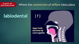 Introduction to Articulatory Phonetics Consonants [upl. by Angid]