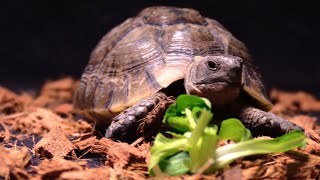 Portrait de la Testudo graeca tortue mauresque [upl. by Eves]