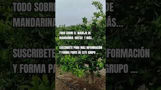 Conoce todo sobre tus plantas frutales 🌱🍊📝reels shortvideo frutas shortsyoutube plantas [upl. by Trebled]