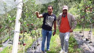 Understanding Trellis system for for M9 rootstock plants from MrKUNAL CHAUHAN [upl. by Namref]