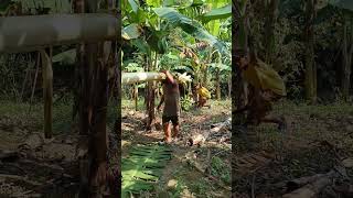 Kinuha ang saging khemyattv funny comedyclips justforfun comedy comedyvideos justlaughtrip [upl. by Nabala945]