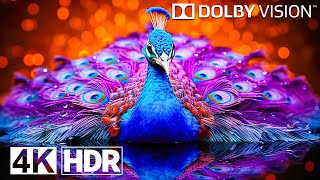 The Craziest OLED Test in 4K HDR 240FPS  Dolby Vision [upl. by Neeloc]