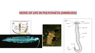 Modes of life in Polychaeta [upl. by Ateloj]