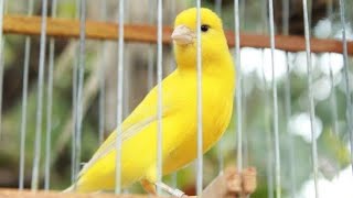 Canary singing video  the best canary training in 8 minute [upl. by Perseus1]