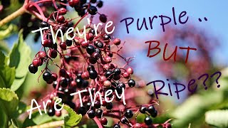 Testing ELDERBERRIES For Ripeness [upl. by Semela]