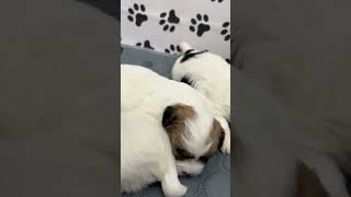 Coton de Tulear Puppies For Sale  Fiji 83024 [upl. by Vern]